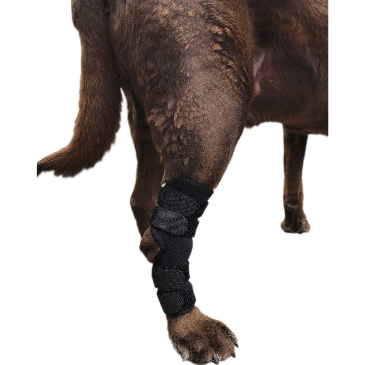 Dog Rear Leg Hock Joint Wrap Brace V1348