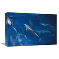 Bottlenose Dolphin Pod Art Print L22327