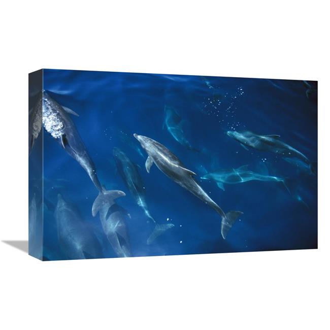 Bottlenose Dolphin Pod Art Print L22327