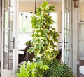 Evergreen Vine with Variegated Green and White Foliage 3 Gallon I7384