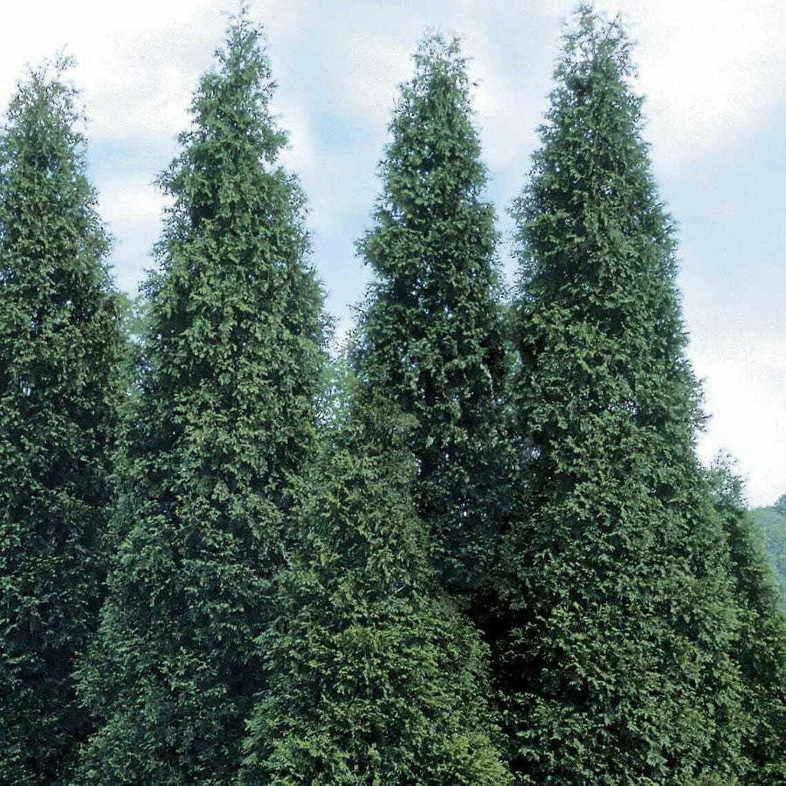 5 Thuja Green Giant Arborvitae Trees - 6-12" Tall Seedlings - Live Plants - 2.5" Pots Q84949