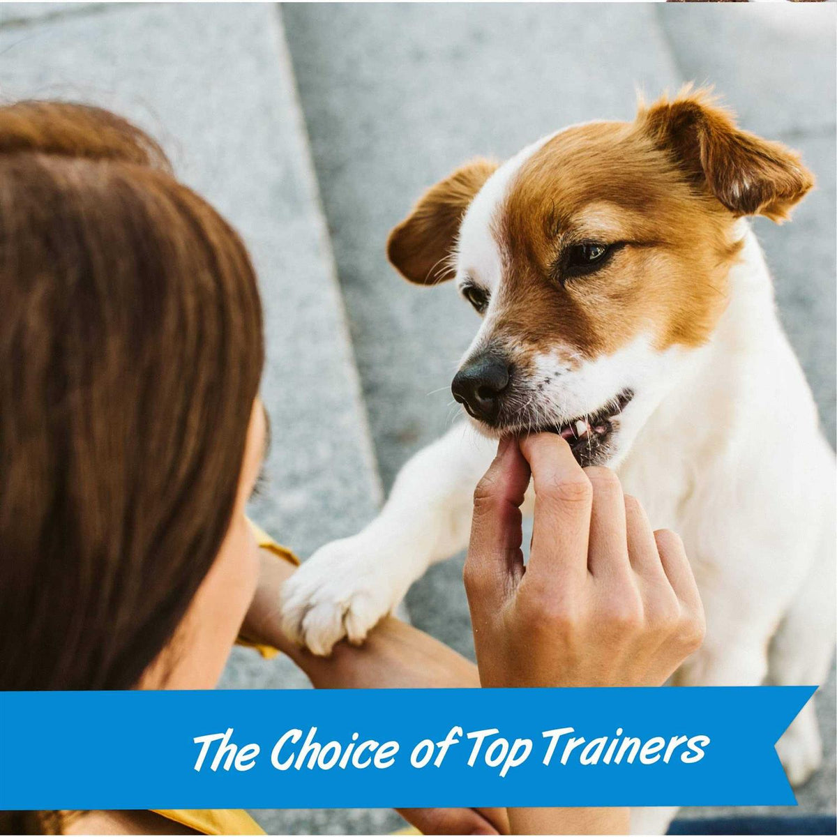 Mini Training Dog C2833