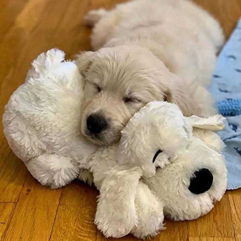 2 in 1 Interactive Plush Dog Toy B5474