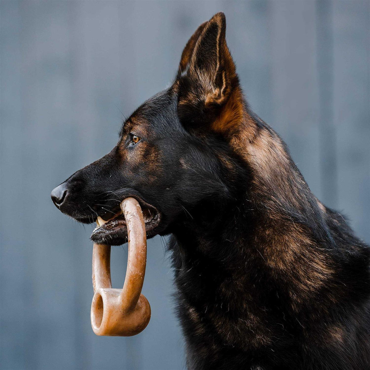 Durable Chew Toy for Aggressive Chewers H748964